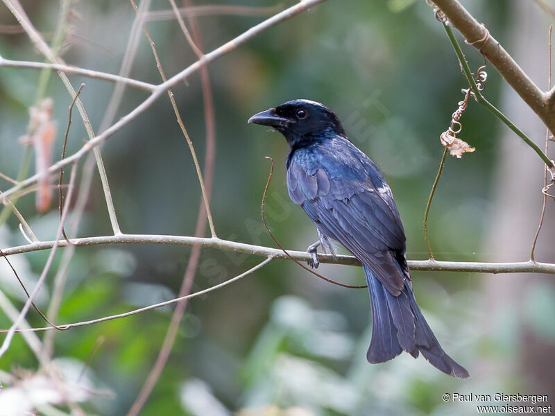 Crow-billed Drongo