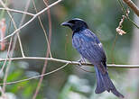 Drongo à gros bec