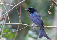 Drongo à gros bec