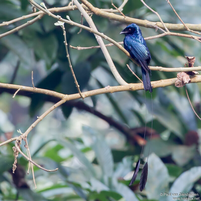 Lesser Racket-tailed Drongo