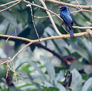 Lesser Racket-tailed Drongo