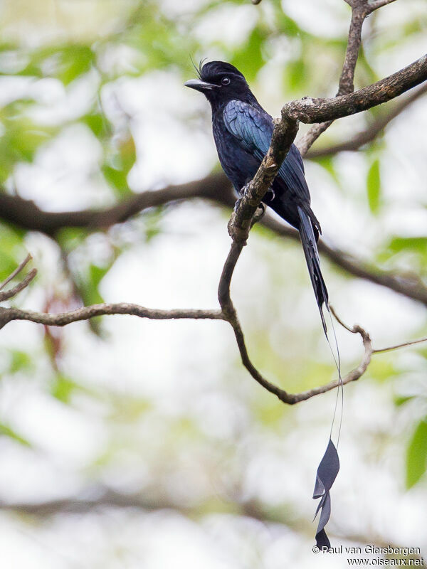 Drongo à raquettesadulte