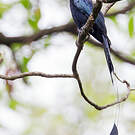 Drongo à raquettes