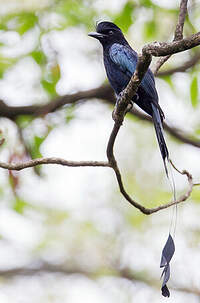 Drongo à raquettes