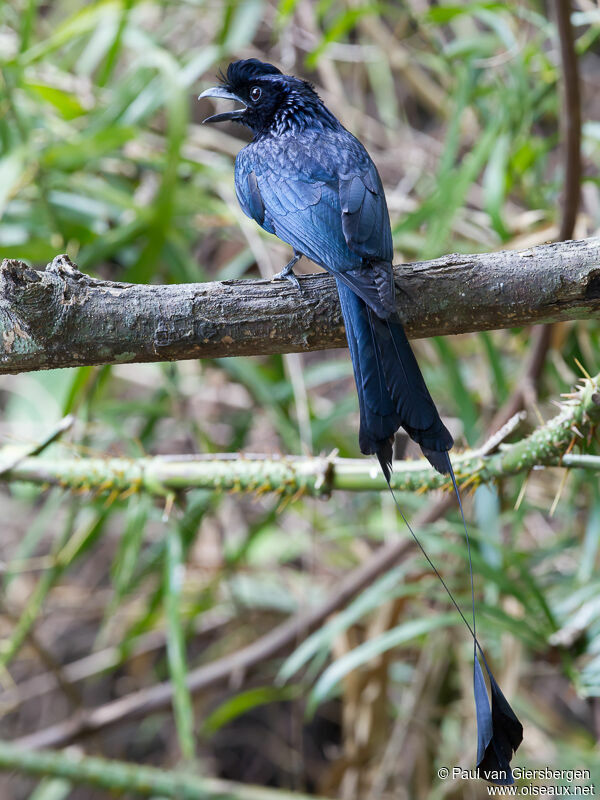 Drongo à raquettesadulte