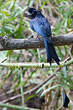 Drongo à raquettes