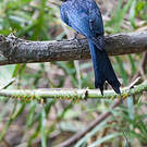 Drongo à raquettes