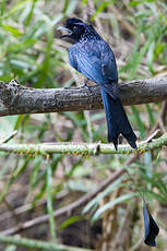 Drongo à raquettes