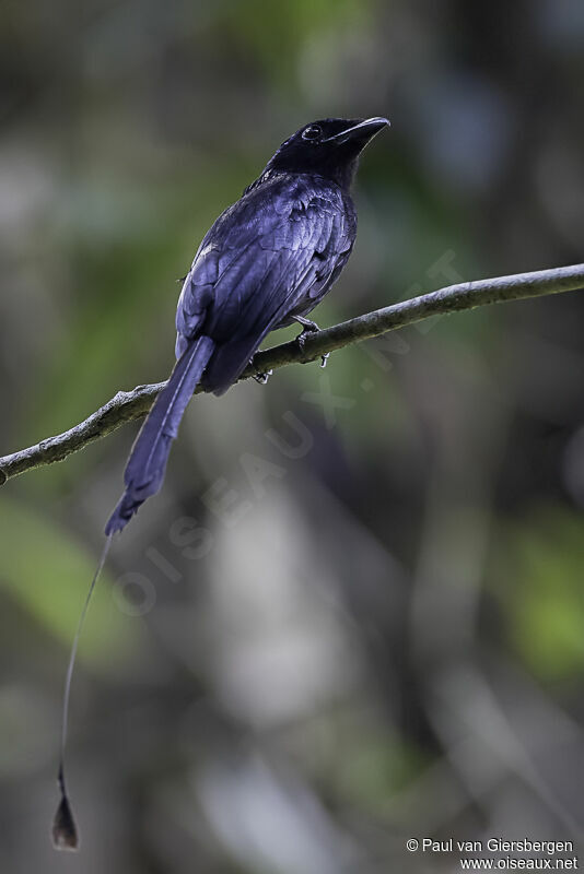 Drongo à raquettesadulte