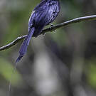 Drongo à raquettes