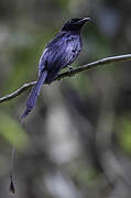 Greater Racket-tailed Drongo