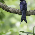 Drongo à raquettes