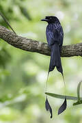 Greater Racket-tailed Drongo