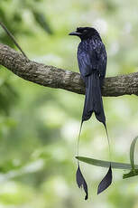 Drongo à raquettes