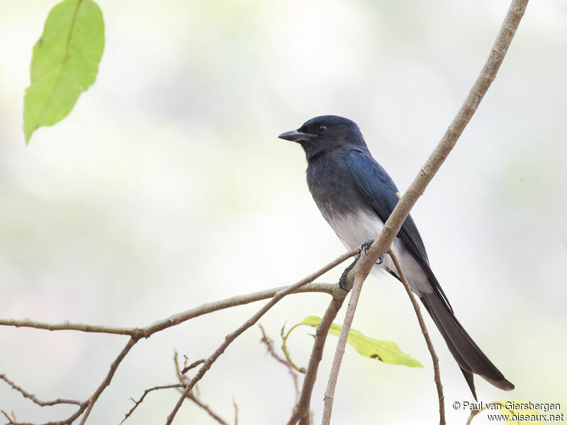 Drongo à ventre blancadulte