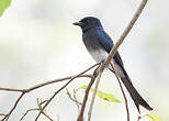 Drongo à ventre blanc