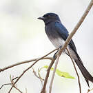 Drongo à ventre blanc