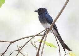 White-bellied Drongo