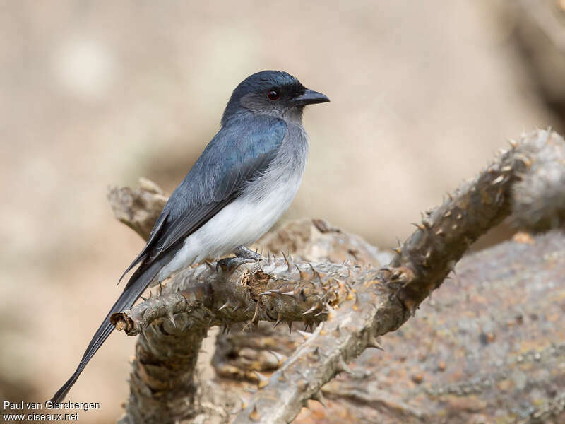 White-bellied Drongoadult, identification