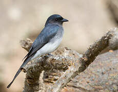 Drongo à ventre blanc