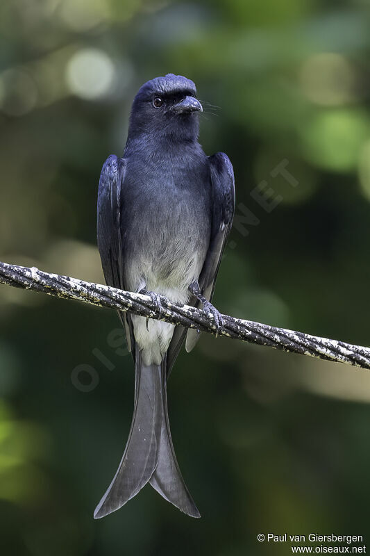 Drongo à ventre blancadulte