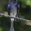 Drongo à ventre blanc