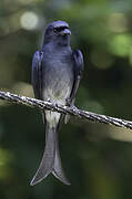 Drongo à ventre blanc