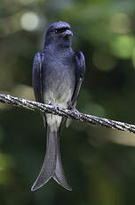 Drongo à ventre blanc