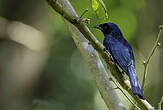 Drongo balicassio