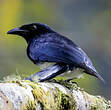 Drongo balicassio
