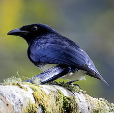 Drongo balicassio