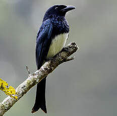 Drongo balicassio