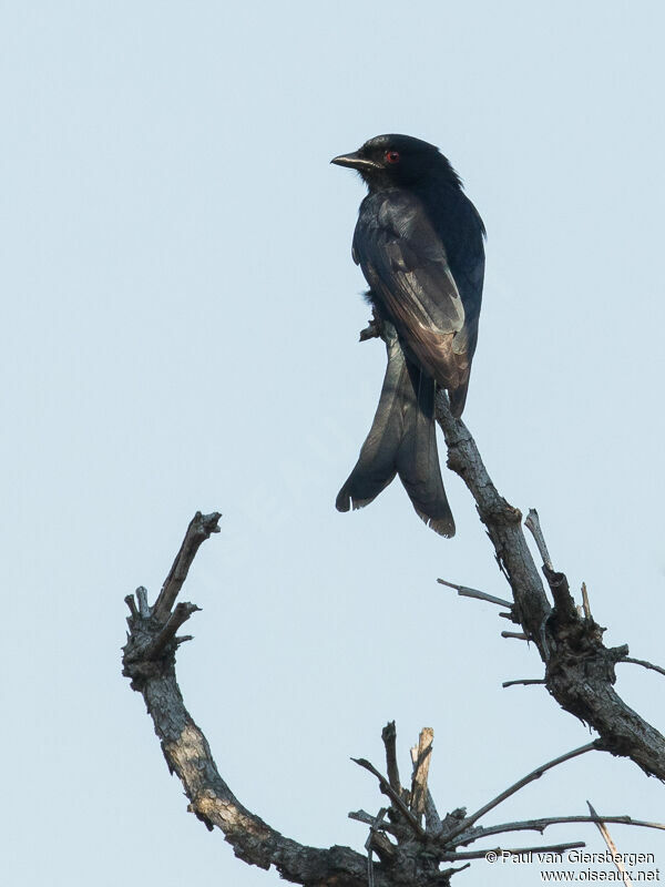 Fork-tailed Drongo