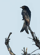 Fork-tailed Drongo