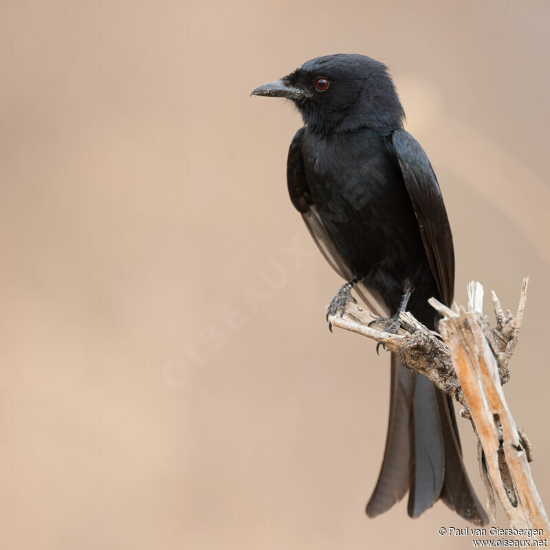 Drongo brillantadulte