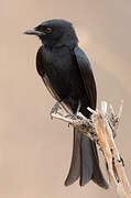 Fork-tailed Drongo