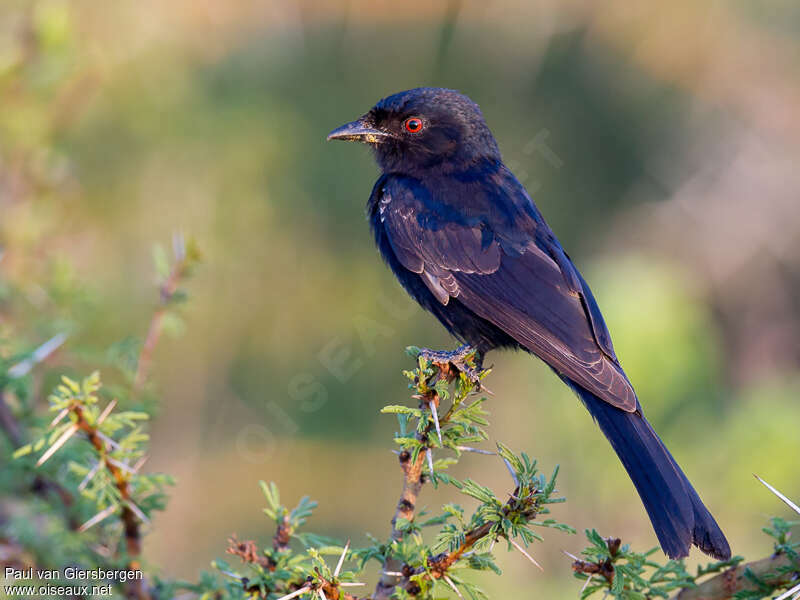 Fork-tailed Drongoadult, identification