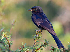 Fork-tailed Drongo