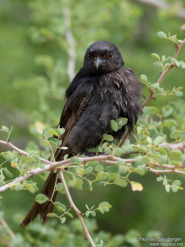 Fork-tailed Drongoadult