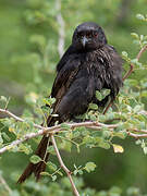 Fork-tailed Drongo