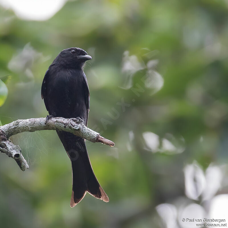 Fork-tailed Drongoadult