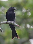 Fork-tailed Drongo