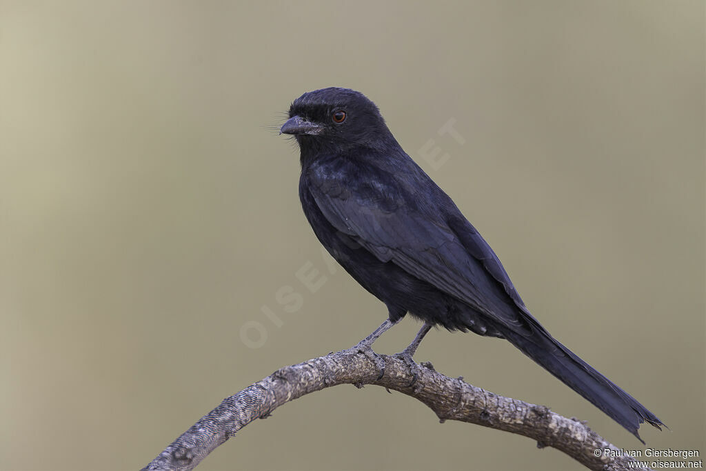 Fork-tailed Drongoadult