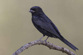 Fork-tailed Drongo