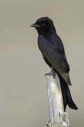 Fork-tailed Drongo