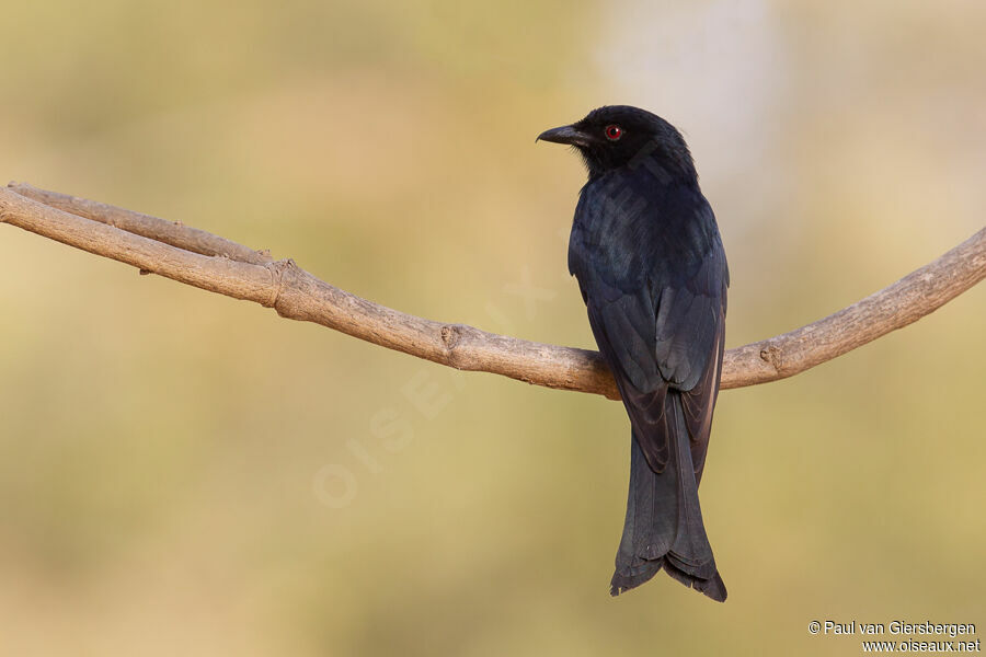 Drongo brillantadulte