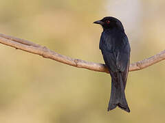 Fork-tailed Drongo