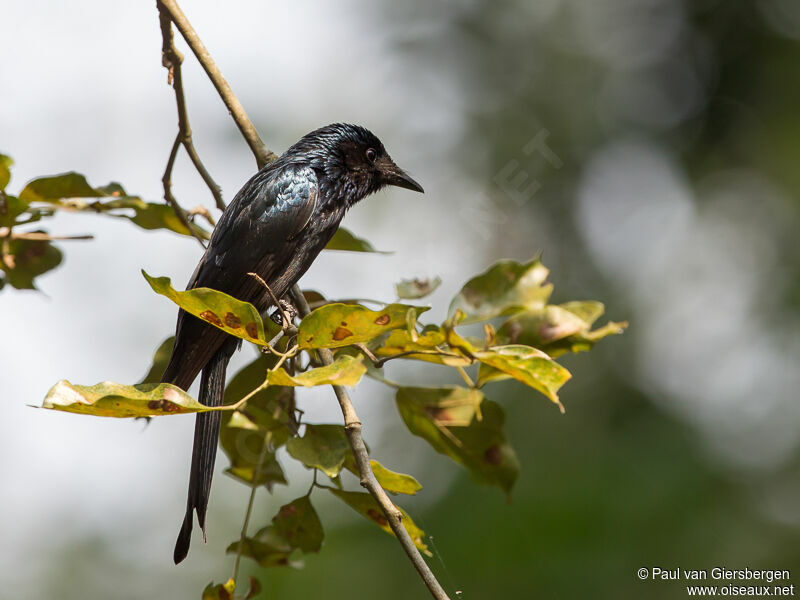 Drongo bronzéadulte