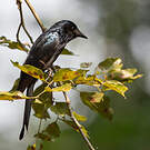 Drongo bronzé