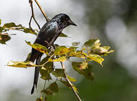 Drongo bronzé